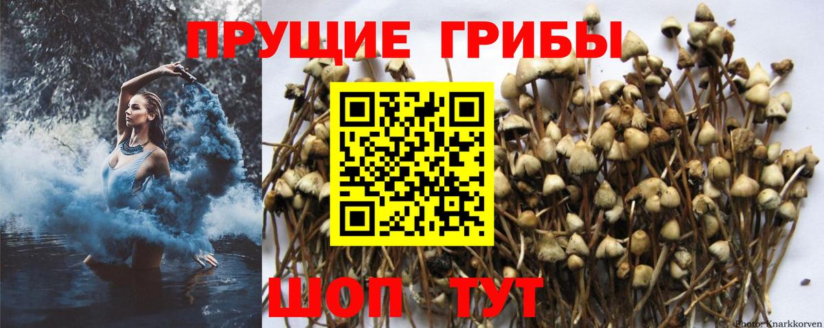 Псилоцибиновые грибы Magic Shrooms  Псилоцибиновые грибы GOLDEN TEACHER  Заводоуковск  Вход с VPN 